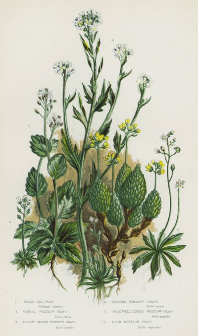 Plantas con Flores de Gran Bretaña: Hierba de Agua, Hierba de Primavera, Hierba Alpina Amarilla, Hierba Retorcida, Hierba de Verónica, Hierba de Roca de English School