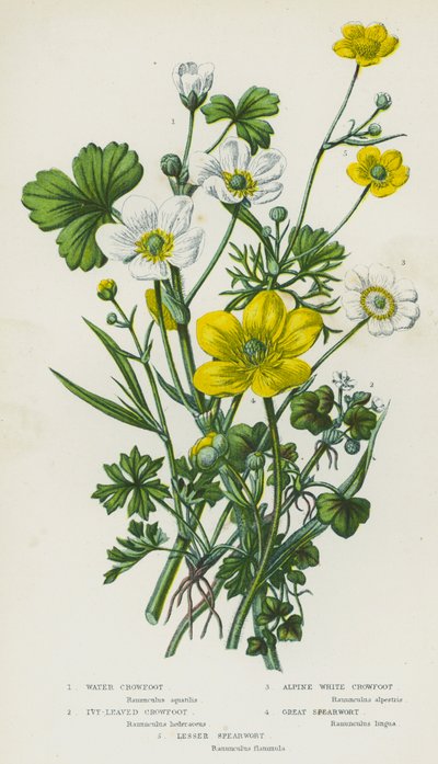 Plantas con flores de Gran Bretaña: Corneja de agua, Corneja de hiedra, Corneja blanca alpina, Zarapito real, Zarapito menor (litografía en color) de English School