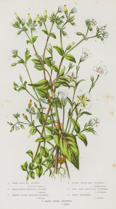 Plantas con flores de Gran Bretaña: La pamplina de orejas de ratón, la pamplina de orejas de ratón de hoja ancha, la pamplina de orejas de ratón de hoja estrecha, la pamplina de orejas de ratón pequeña, la pamplina de orejas de ratón de cuatro hendiduras,  de English School