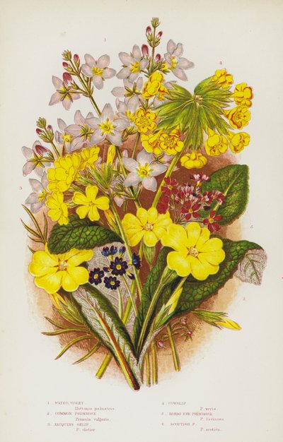 Plantas con Flores de Gran Bretaña: Violeta de Agua, Primavera Común, Oxlip de Jacquin, Primavera, Primavera de Ojo de Pájaro, Primavera Escocesa (litografía en color) de English School