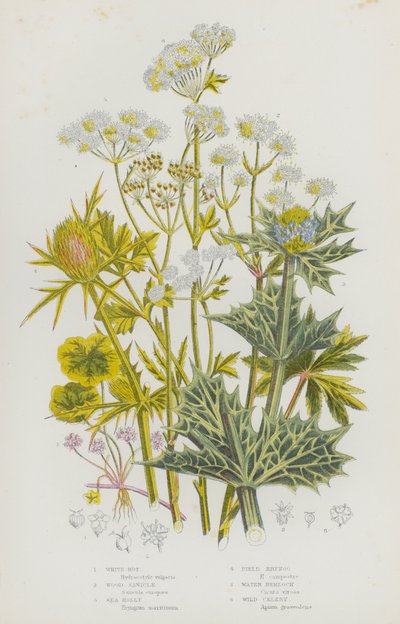 Plantas con flores de Gran Bretaña: Podredumbre blanca, Sanícula de madera, Acebo de mar, Eryngo de campo, Cicuta de agua, Apio silvestre de English School