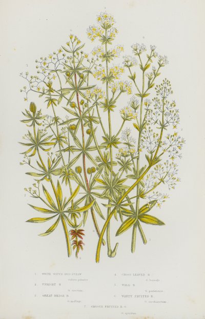 Plantas con Flores de Gran Bretaña: Galio Blanco de Agua, Galio Erguido, Gran Galio de Seto, Galio de Hojas Cruzadas, Galio de Pared, Galio de Fruto Verrugoso, Galio de Fruto Liso de English School