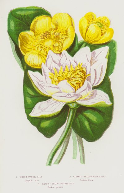 Plantas con flores de Gran Bretaña: Lirio de agua blanco, Lirio de agua amarillo común, Lirio de agua amarillo menor (litografía en color) de English School