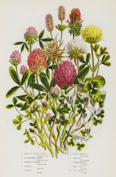 Plantas con flores de Gran Bretaña: Trébol blanco o trébol holandés, trébol subterráneo, trébol color azufre, trébol color púrpura, trébol en zigzag, trébol cabeza de cardencha, trébol carmesí, trébol cabeza estrellada, trébol pie de liebre, trébol de nudo de English School