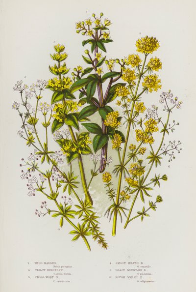 Plantas con flores de Gran Bretaña: Wild Madder, Yellow Bedstraw, Cross-Wort Bedstraw, Smoot Heath Bedstraw, Least Mountain Bedstraw, Rough Marsh Bedstraw (litografía en color) de English School