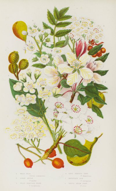 Plantas con flores de Gran Bretaña: Wild Pear, Crab Apple, Wild Service Tree, True Service Tree, Mountain Ash, White Beam Tree (litografía en color) de English School