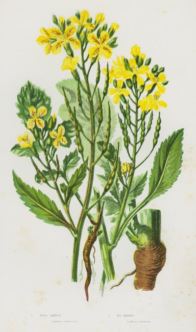 Plantas con flores de Gran Bretaña: Rábano silvestre, Rábano de mar (litografía en color) de English School