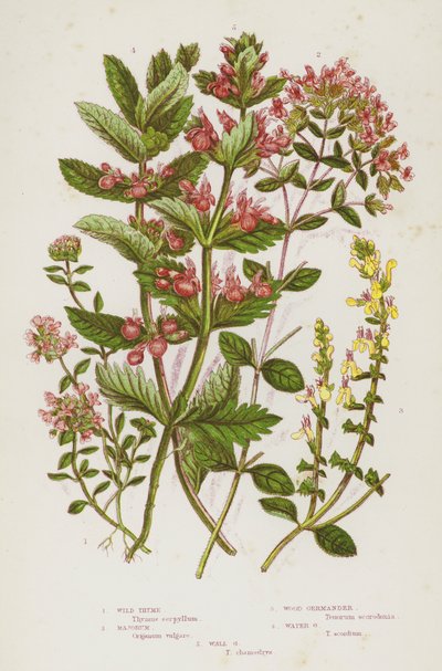 Plantas con flores de Gran Bretaña: Tomillo silvestre, Mejorana, Germander de madera, Germander de agua, Germander de pared de English School