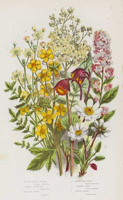 Plantas con flores de Gran Bretaña: Espirea de hojas de sauce, Dropwort común, Dulce de pradera, Avens de montaña, Avens común, Avens de agua de English School