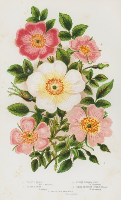 Plantas con flores de Gran Bretaña: Rosa de Wilson, Rosa de Sabine, Rosa de hojas vellosas, Rosa de flores pequeñas, Rosa de perro glauca de English School