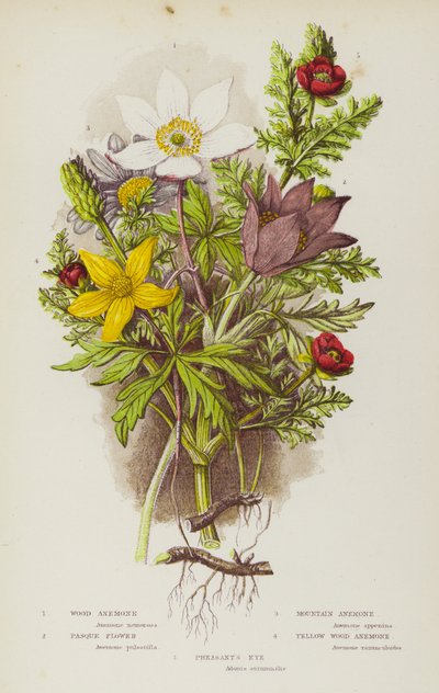 Plantas con flores de Gran Bretaña: Anémona de bosque, Flor de Pascua, Anémona de montaña, Flor de Pascua, Anémona amarilla de bosque, Ojo de faisán de English School