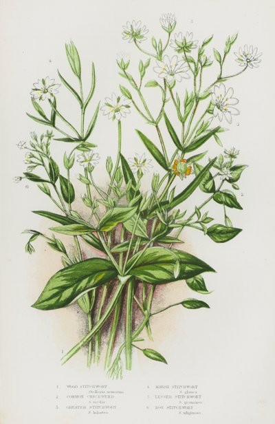 Plantas con flores de Gran Bretaña: Hierba de los pantanos, hierba de los pantanos, hierba de los pantanos, hierba de los pantanos, hierba de los pantanos, hierba de los pantanos (litografía en color) de English School