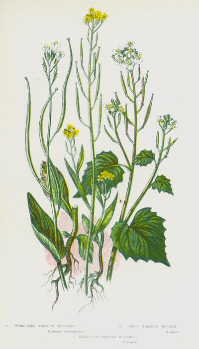 Plantas con flores de Gran Bretaña: Mostaza de treacle de semilla de gusano, Mostaza de treacle de ajo, Mostaza de treacle de oreja de liebre de English School