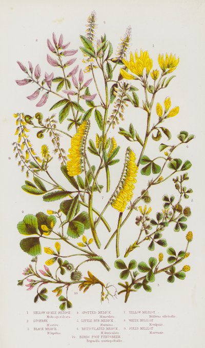 Flowering Plants of Great Britain: Yellow Sickle Medick, Lucerne, Black Medick, Spotted Medick, Little Bur Medick, Reticulated Medick, Birds Foot Fenugreek, Yellow Melilot, White Melilot, Field Melilot (litografía en color) de English School
