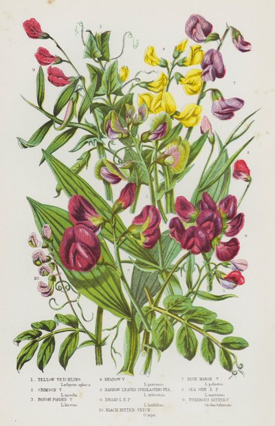 Plantas con flores de Gran Bretaña: Vetchling amarillo, Vetchling carmesí, Vetchling de vaina rugosa, Vetchling de pradera, Guisante perenne de hoja estrecha, Guisante perenne de hoja ancha, Vetch amarga negra, Vetchling de pantano azul, Guisante perenne d de English School