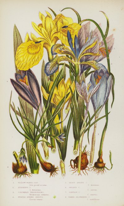 Plantas con flores de Gran Bretaña: Iris de agua amarillo, Iris apestoso, Trichonema de Columnas, Crocus de primavera púrpura, Crocus de primavera menor, Crocus dorado, Crocus de azafrán, Crocus de flor desnuda de English School