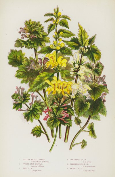 Flowering Plants of Great Britain: Yellow Weasel Snout, White Dead Nettle, Red Dead Nettle, Cut Leaved Dead Nettle, Intermediate Dead Nettle, Henbit Dead Nettle (litografía en color) de English School