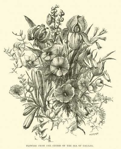 Flores de las orillas del Mar de Galilea de English School