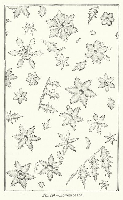 Flores de Hielo de English School