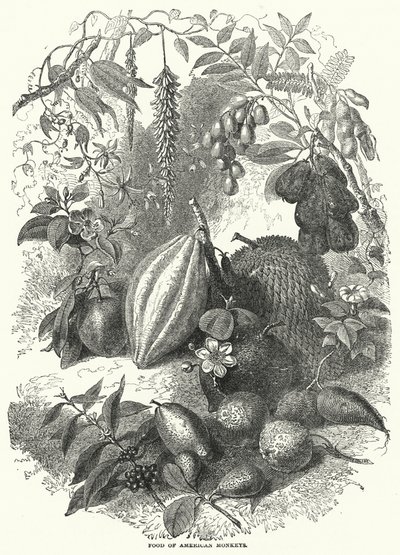 Alimento de los Monos Americanos (grabado) de English School