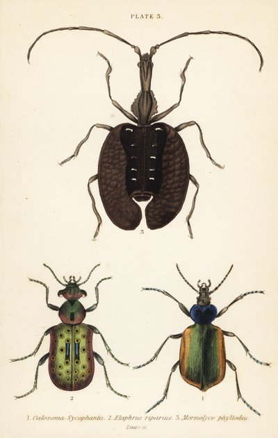 Cazador de orugas del bosque, Calosoma sycophanta 1, escarabajo terrestre, Elaphrus riparius 2, y escarabajo violín, Mormolyce phyllodes 3 de English School