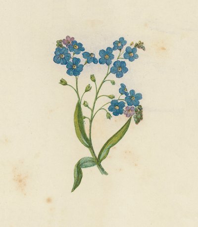 Myosotis palustris (litografía en color) de English School