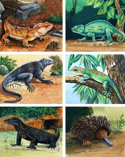 Animales de cuatro patas que ponen huevos de English School