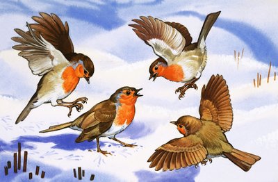 Cuatro petirrojos en la nieve de English School