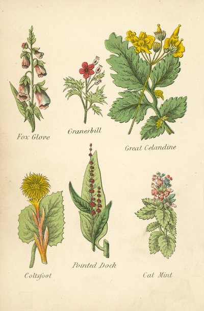 Fox Glove, Granesbill, Great Cetandine, Coltsfoot, Pointed Dock, Cat Mint (litografía en color) de English School