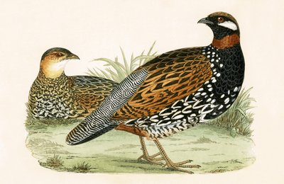 Francolín, ilustración de 