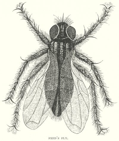 La mosca de Fred (grabado) de English School