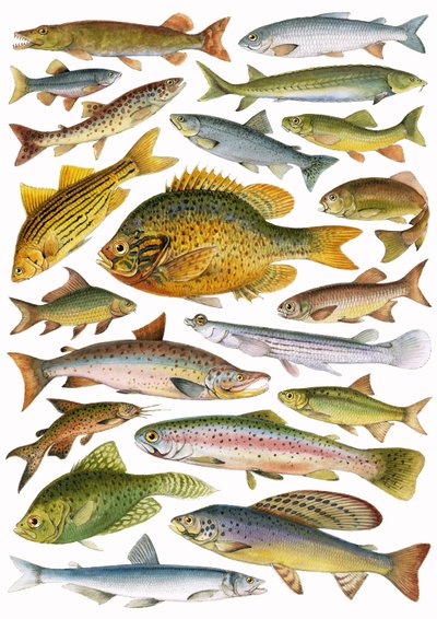 Peces de agua dulce - Canadienses de English School
