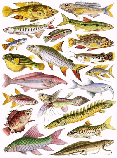 Peces de agua dulce del Imperio - Africano de English School