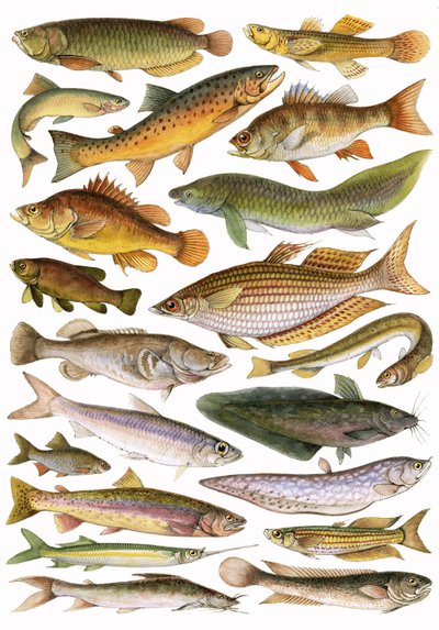 Peces de agua dulce del Imperio - Región Australiana de English School