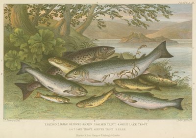 Peces de agua dulce de English School