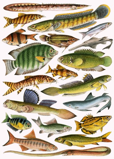Peces de agua dulce del Imperio - India de English School