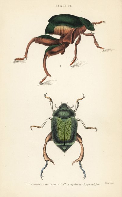Escarabajo de patas de rana o escarabajo canguro, Sagra papuana 1, y escarabajo brillante de hoja, Chrysophora chrysochlora 2 de English School