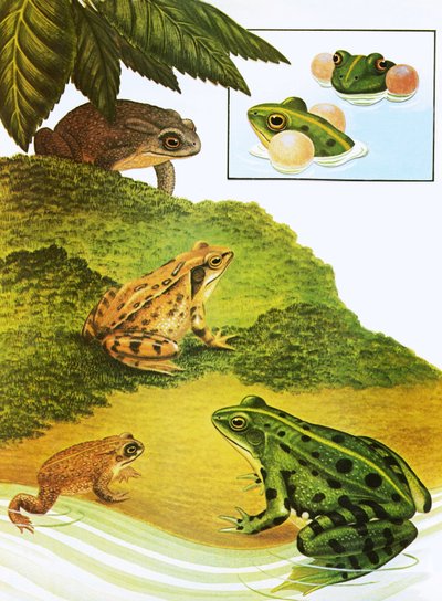 Ranas y sapos de English School
