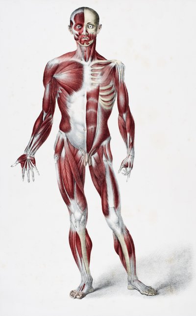 Frente del cuerpo humano masculino mostrando músculos, tendones y huesos, de Los Vasos del Cuerpo Humano, editado por Jones Quain y William Wilson, publicado por Taylor y Watson, Londres en 1837 de English School