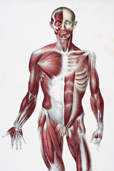 Frente del cuerpo humano masculino mostrando músculos, tendones y huesos, de Los Vasos del Cuerpo Humano, editado por Jones Quain y William Wilson, publicado por Taylor y Watson, Londres en 1837 de English School
