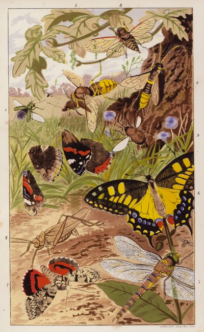 Frontispiece for Insects at Home by J G Wood (litografía en color) de English School