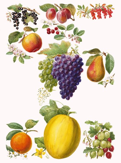 Frutas de English School