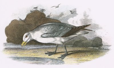 Fulmar de English School