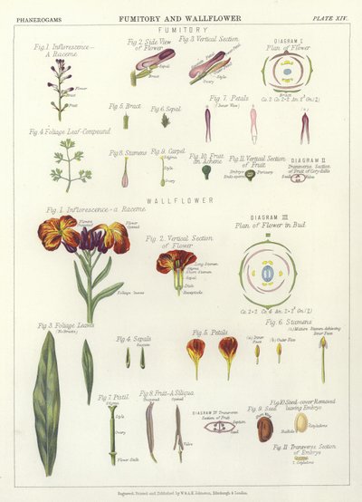 Fumaria y alhelí de English School