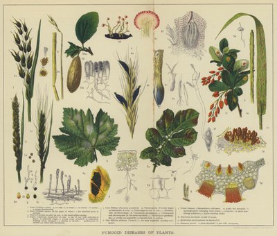 Enfermedades fungoides de las plantas (litografía en color) de English School