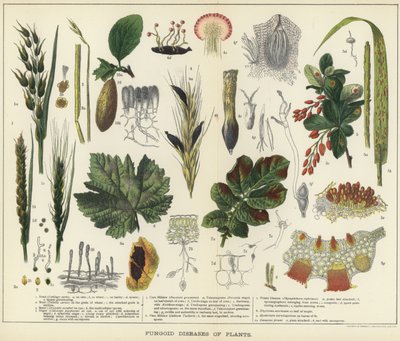 Enfermedades fúngicas de las plantas de English School