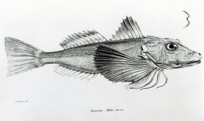 Gurnard de Galápagos, lámina 6 de 