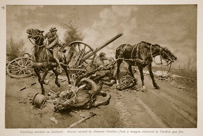 Gallipoli: Caballos rescatados por los Fusileros de Munster de un carro destrozado por el fuego turco, 1914-19 de English School