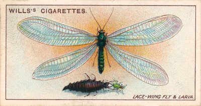 Vida en el jardín: Mosca del encaje y larva (chromolitho) de English School