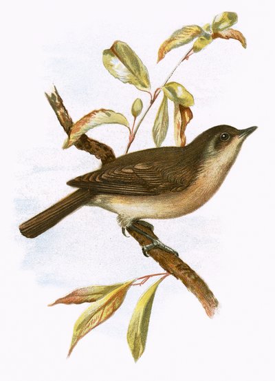 Curruca mosquitera de English School
